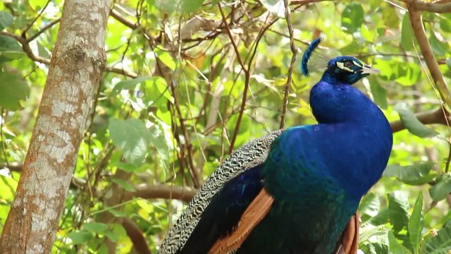 Pfau in Park