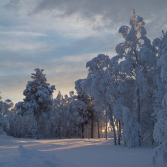 Snow-covered tree