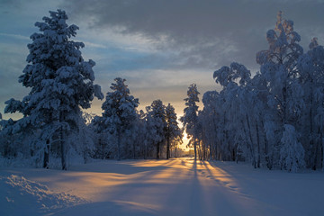 Snow-covered tree