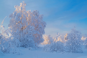 Snow-covered tree