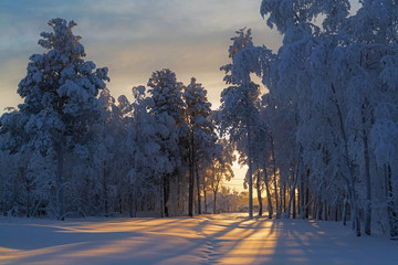 Snow-covered tree
