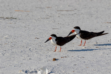 Black skimmer (Rynchops niger)  Pensacola, Florida, USA.