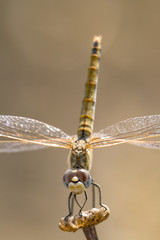 Dragonfly ( sympetrum sp )