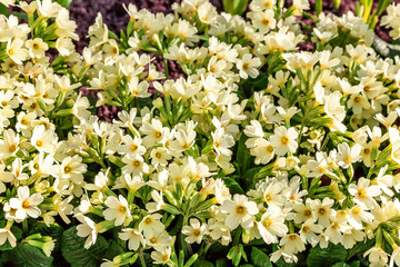 Primrose Primula with yellow flowers. Inspirational natural floral spring or summer blooming garden or park under soft sunlight and blurred bokeh background. Colorful blooming ecology nature landscape