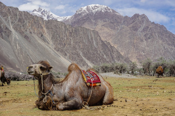 Camel  in beautiful  landscape with snow peaks background,North India.