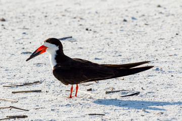 Black skimmer (Rynchops niger)  Pensacola, Florida, USA.