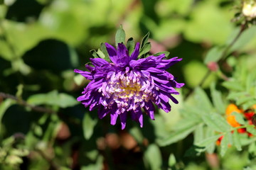 China aster or Callistephus chinensis or Annual aster monotypic genus of flowering plant planted in local garden with dense violet flower surrounded with green leaves and other garden vegetation on wa