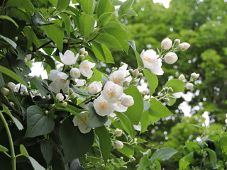 Branch of blooming jasmin