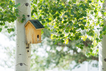 Small wooden bird house on aspen tree