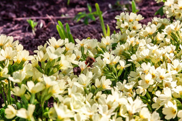 Primrose Primula with yellow flowers. Inspirational natural floral spring or summer blooming garden or park under soft sunlight and blurred bokeh background. Colorful blooming ecology nature landscape