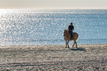girl riding on haflinger horse in the sea