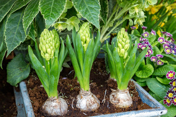 Obraz premium 3 heranwachsende, ungeöffnete Hyazinthen in einem Beet