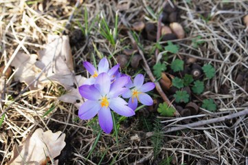 flower,spring,crocus, nature, purple, plant, garden, violet, green, flowers, bloom, flora, blossom, blue, floral, season, beauty, macro, wild, grass, leaf, hepatica, 