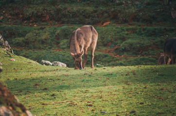  Nice portrait of some waterbucks. Animal