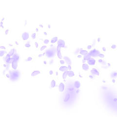 Violet flower petals falling down. Great romantic 