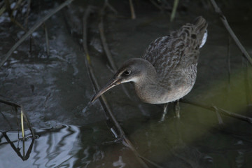 Clapper Rail