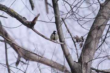 Winter view. Little bird on the tree branche