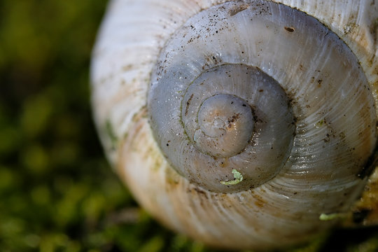 Schneckengeh&auml;use einer Weinbergschnecke auf Moos - Makroaufnahme