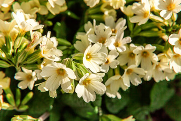 Primrose Primula with yellow flowers. Inspirational natural floral spring or summer blooming garden or park under soft sunlight and blurred bokeh background. Colorful blooming ecology nature landscape