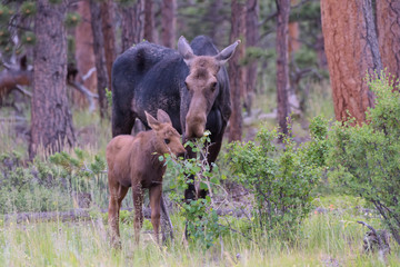 Fototapeta premium Shiras Moose in Colorado. Shiras are the smallest species of Moose in North America