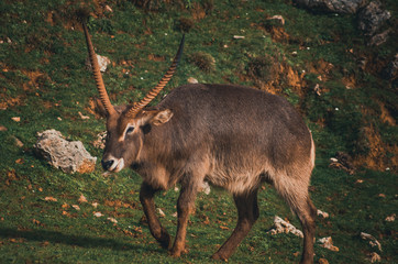  Nice portrait of some waterbucks. Animal