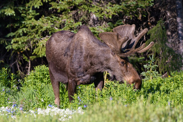 Fototapeta premium Shiras Moose in Colorado. Shiras are the smallest species of Moose in North America