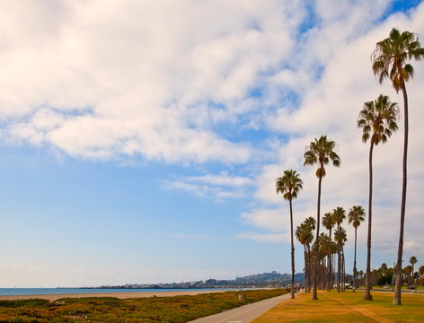 Palm Trees on Beach Sidewalk