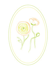 Fototapeta na wymiar Ranunculus.Garden flowers. Spring flowers. Gentle plants, graphic.Buttercup Asian.