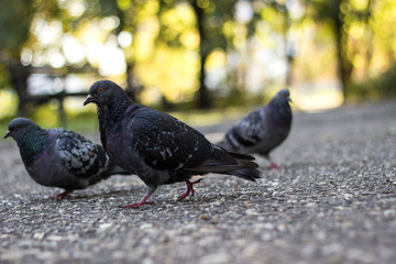Park Pigeons, sunny day