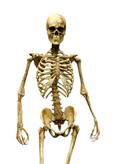 3D Rendering Human Skeleton on White