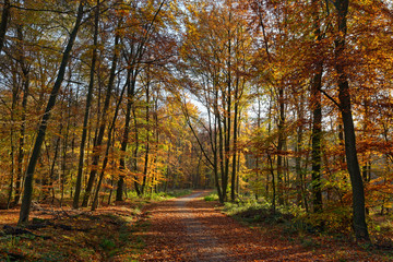 Herbstwald bei Ratingen, NRW, Deutschland