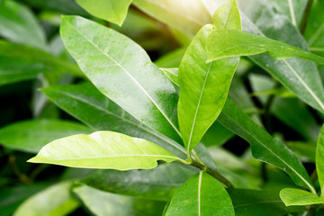Close up of green leaves tree outdoor.