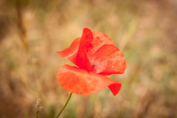 poppy
