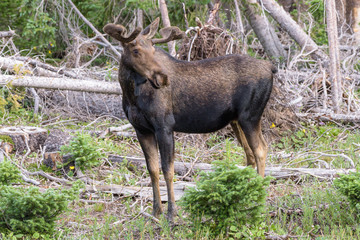Shiras Moose in Colorado. Shiras are the smallest species of Moose in North America