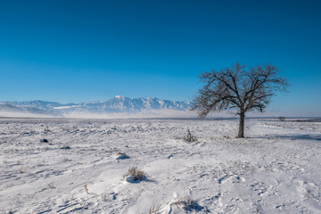 winter landscape with trees and blue sky