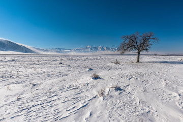 winter landscape with trees and blue sky