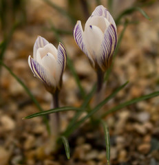Fototapeta premium Crocus biflorus - Silvery Crocus