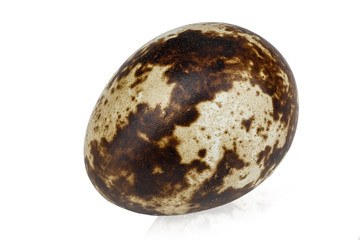 quail egg isolated