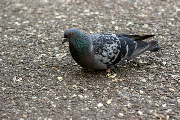 Pigeon eating crumbs 