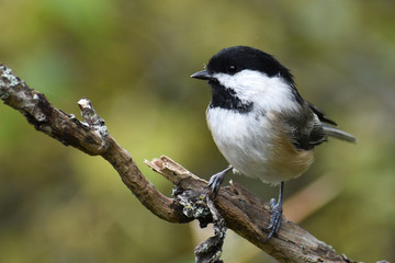 Chickadee resting on a branch