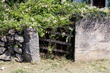 Completely overgrown improvised backyard wooden doors made of wooden pallet surrounded with traditional stone and concrete wall with dry grass in front on warm sunny day