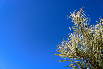 Pine branch against a blue cloudless sky. Ready frame for design.