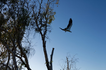 Młody orzeł uczy się polować (Yellow Water, Park Narodoowy Kakadu NT, Australia) © Miroslaw