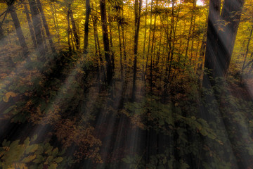 light beams in the forest