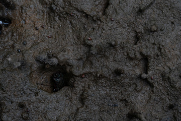 The hiding of crabs that live in mangrove forests