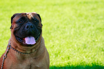 Dog breed Bullmastiff