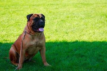 Dog breed Bullmastiff