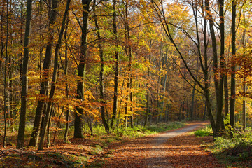 Herbstwald bei Ratingen, NRW, Deutschland
