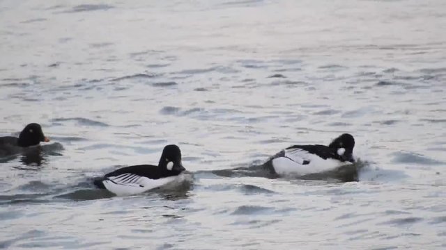 Schellente&nbsp;common goldeneye (Bucephala clangula)