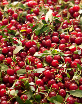 Cherries
